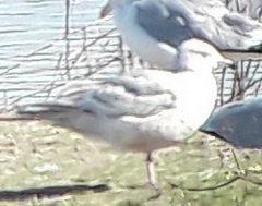 Larus glaucoides