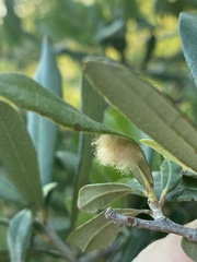 Druon quercuslanigerum