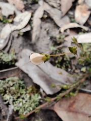 Mitrasacme polymorpha