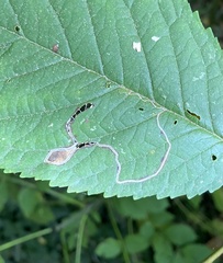 Lyonetia clerkella