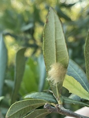 Druon quercuslanigerum