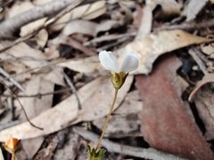 Mitrasacme polymorpha