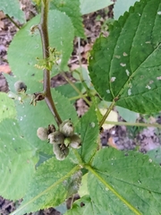 Dasineura involuta