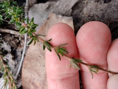 Mitrasacme polymorpha