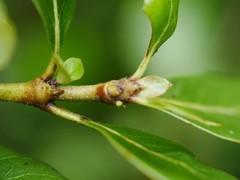 Coprosma chathamica