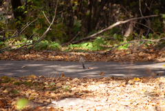 Turdus migratorius image