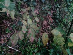 Ulmus mexicana
