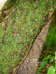 Coprosma chathamica