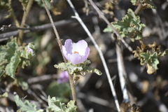 Malacothamnus foliosus