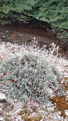 Onosma echioides canescens