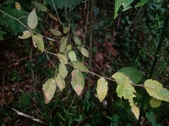 Ulmus mexicana