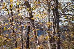 Turdus migratorius image