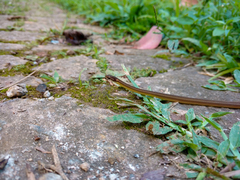 Dibernardia bilineata