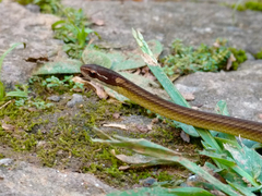 Dibernardia bilineata