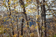 Turdus migratorius image