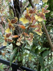 Oncidium sphacelatum