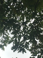 Quercus cerris