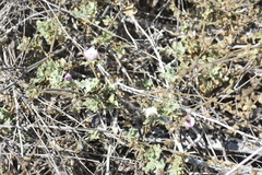 Malacothamnus foliosus