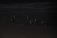Phalacrocorax varius varius