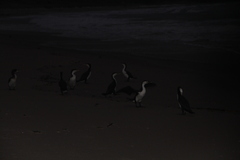Phalacrocorax varius varius