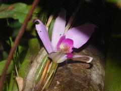 Laelia anceps