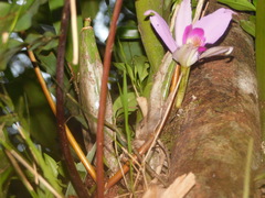Laelia anceps
