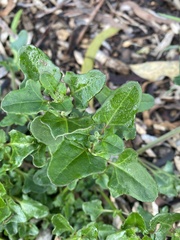 Chenopodium nutans