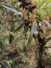 Oncidium sphacelatum