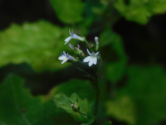 Lobelia xalapensis