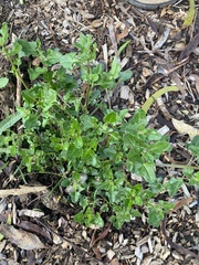Chenopodium nutans