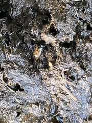 Melinopterus prodromus