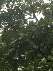Quercus cerris
