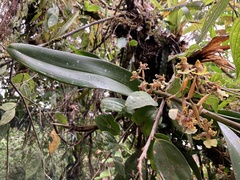 Oncidium sphacelatum