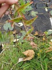 Decodon verticillatus