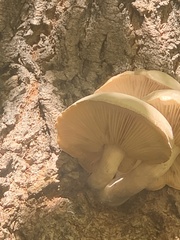 Hypsizygus