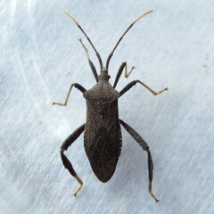 Acanthocephala terminalis