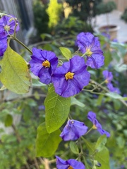 Lycianthes rantonnetii