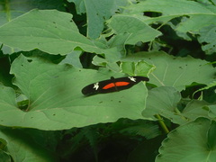 Heliconius hortense