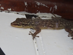 Phyllodactylus palmeus