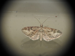 Eupithecia pusillata