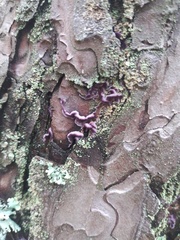 Hypocenomyce scalaris