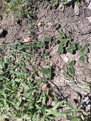 Macroptilium gibbosifolium