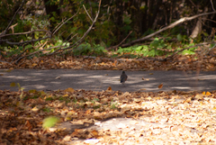 Turdus migratorius image