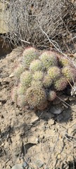 Mammillaria dioica dioica