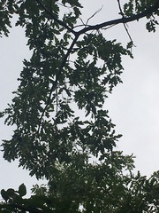 Quercus cerris
