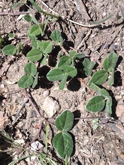 Macroptilium gibbosifolium