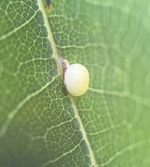 Zopheroteras hubbardi