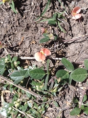 Macroptilium gibbosifolium