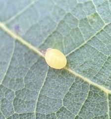 Zopheroteras hubbardi