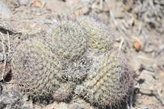 Mammillaria dioica dioica